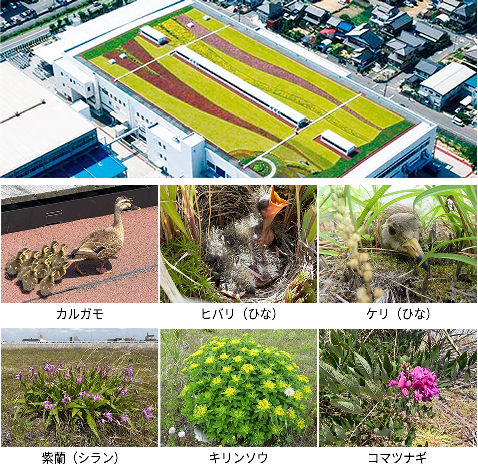 写真：緑化された屋上の様子、カルガモ、ヒバリ（ひな）、ケリ（ひな）、紫蘭（シラン）、キリンソウ、コマツナギ