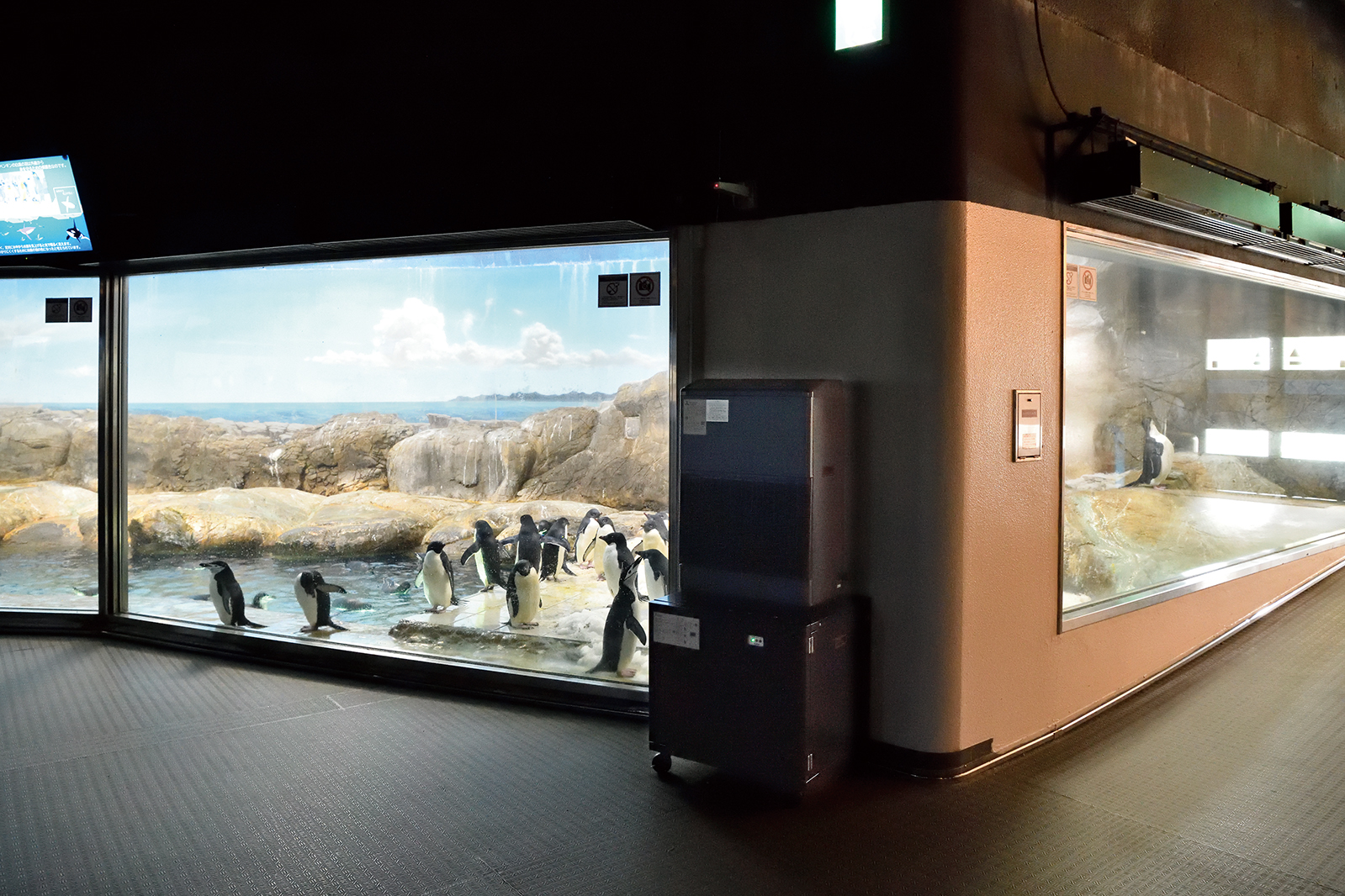 海獣館ペンギン展示場