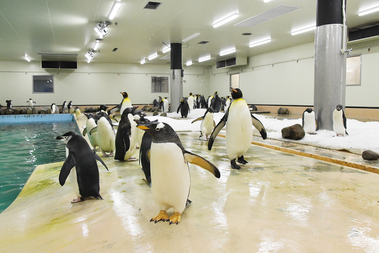 ペンギンベース