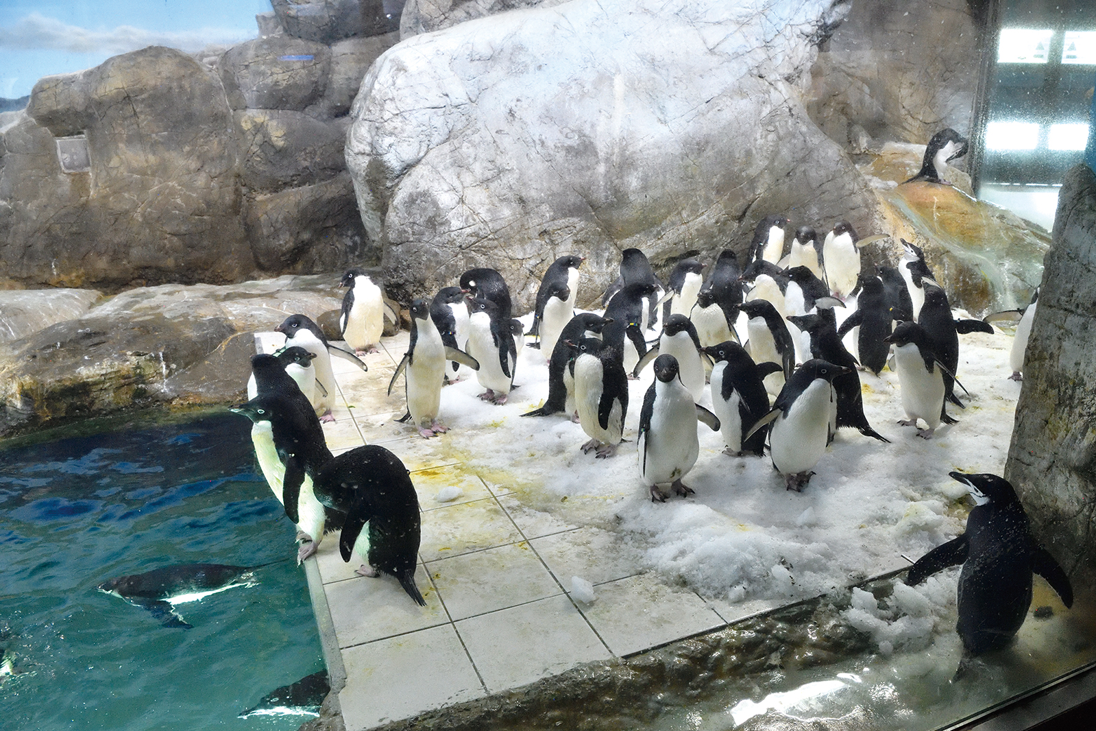 海水や糞尿の影響が大きいペンギン展示場のユニットクーラーは特殊仕様を施して天井に設置